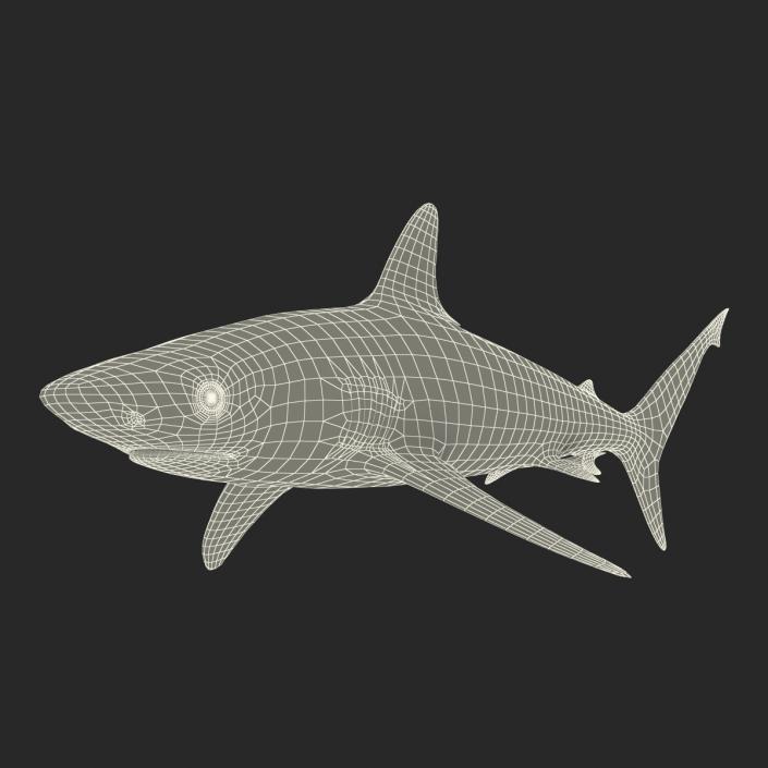 3D model Silvertip Shark