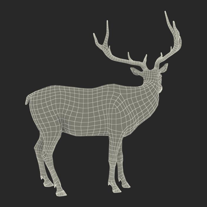 3D Elk Standing Pose with Fur
