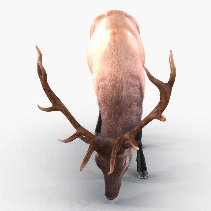 3D Elk Eating Pose 3D Model with Fur model