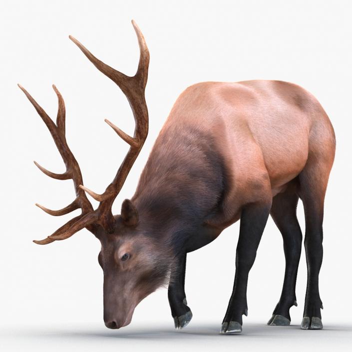 3D Elk Eating Pose 3D Model with Fur model