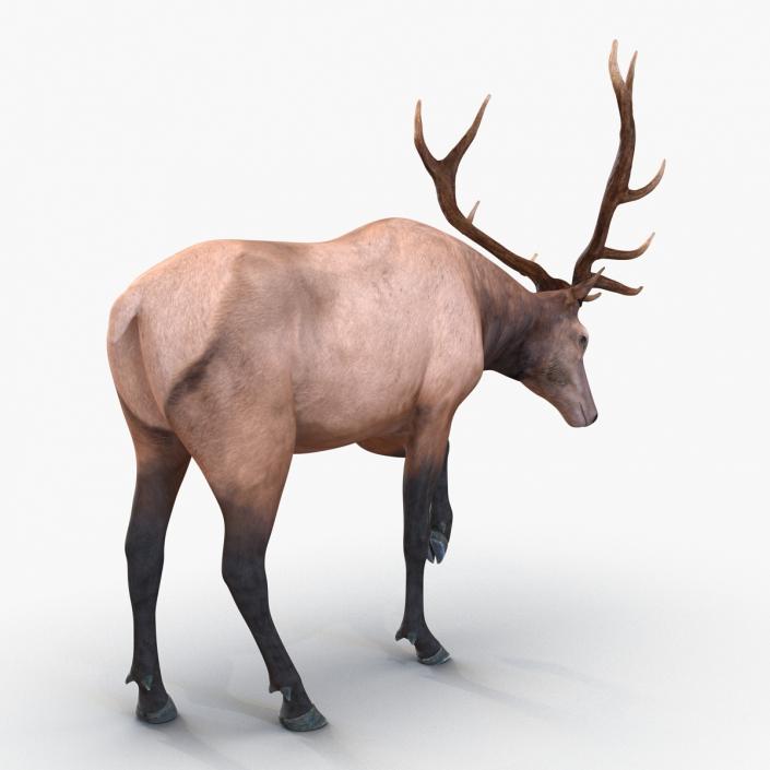 3D model Elk Pose 4