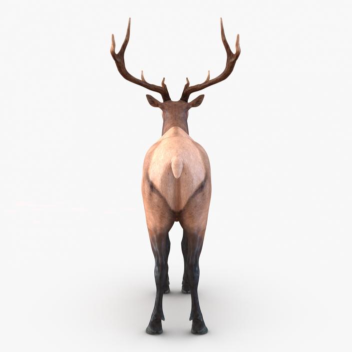 3D model Elk Rigged