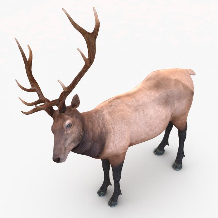 3D model Elk Rigged