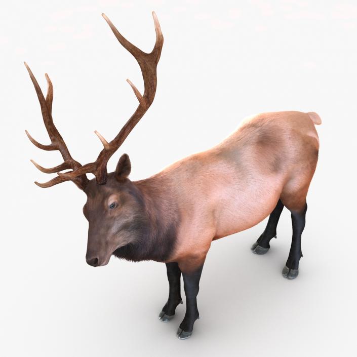 Elk Rigged with Fur 3D model