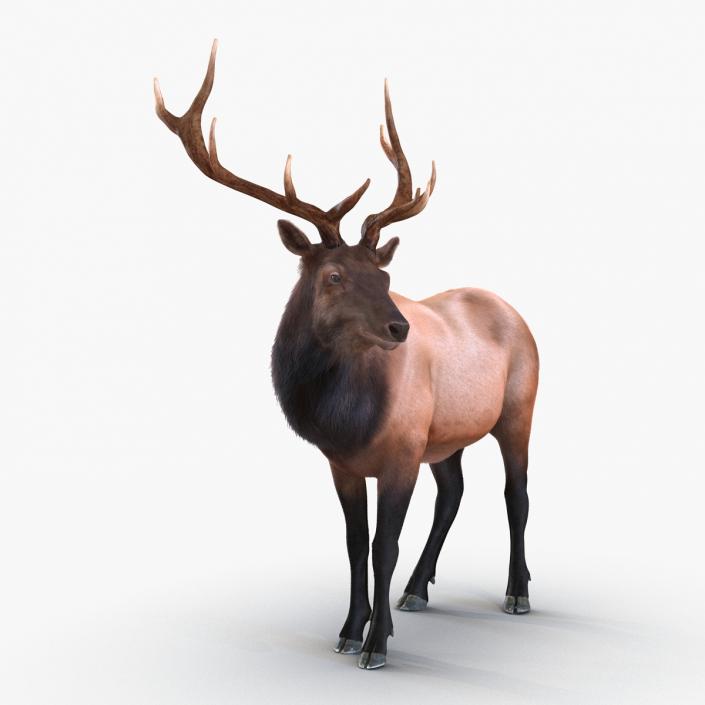 Elk Rigged with Fur 3D model