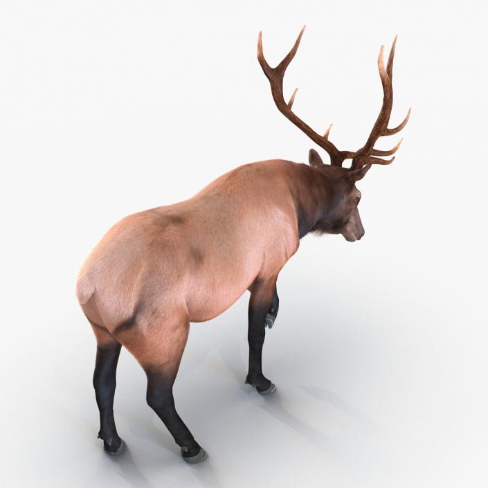 Elk Pose 4 with Fur 3D model