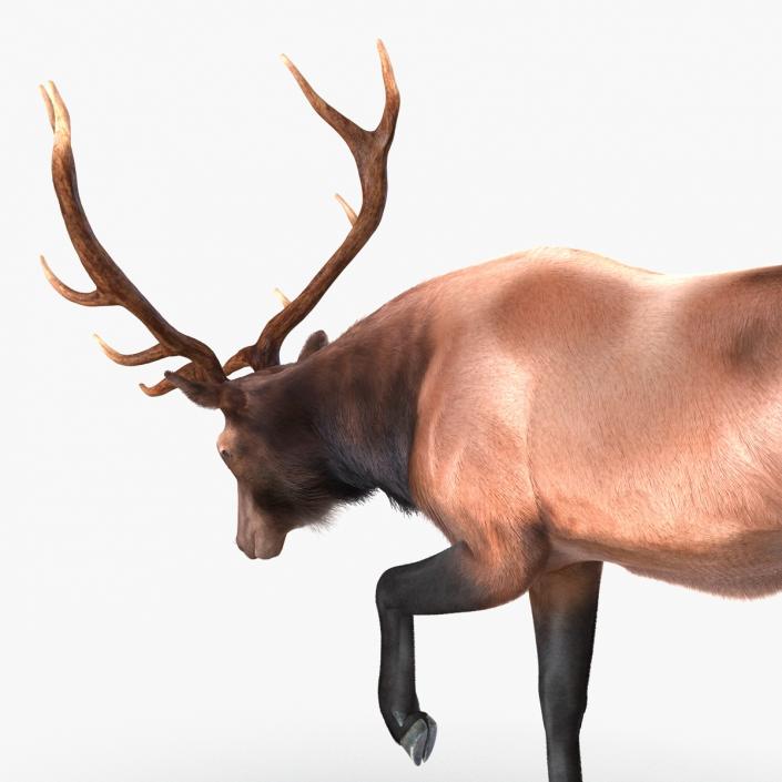 Elk Pose 4 with Fur 3D model
