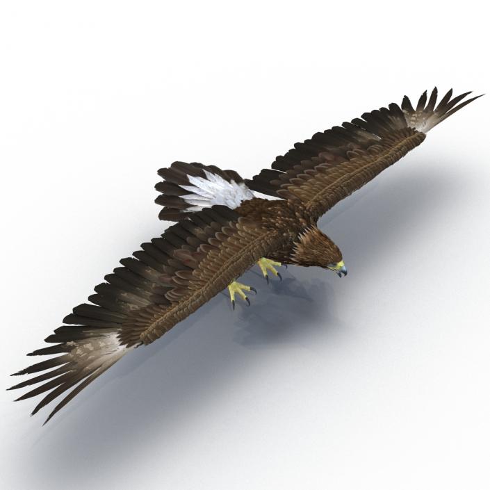 Golden Eagle Rigged 3D model