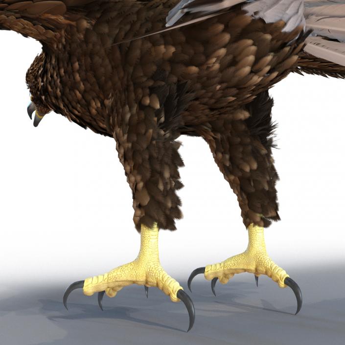 Golden Eagle Rigged 3D model
