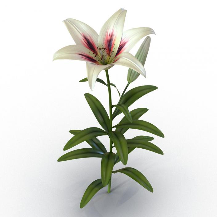 3D White Asiatic Lily model