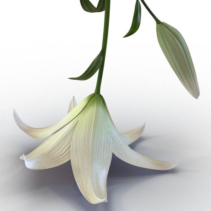 3D White Asiatic Lily model