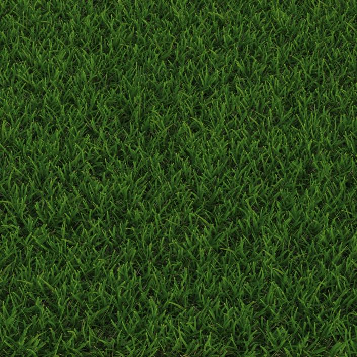 Centipede Warm Season Grass 3D
