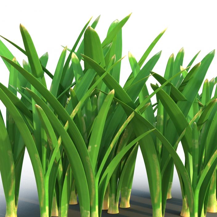 Grass 3 3D model