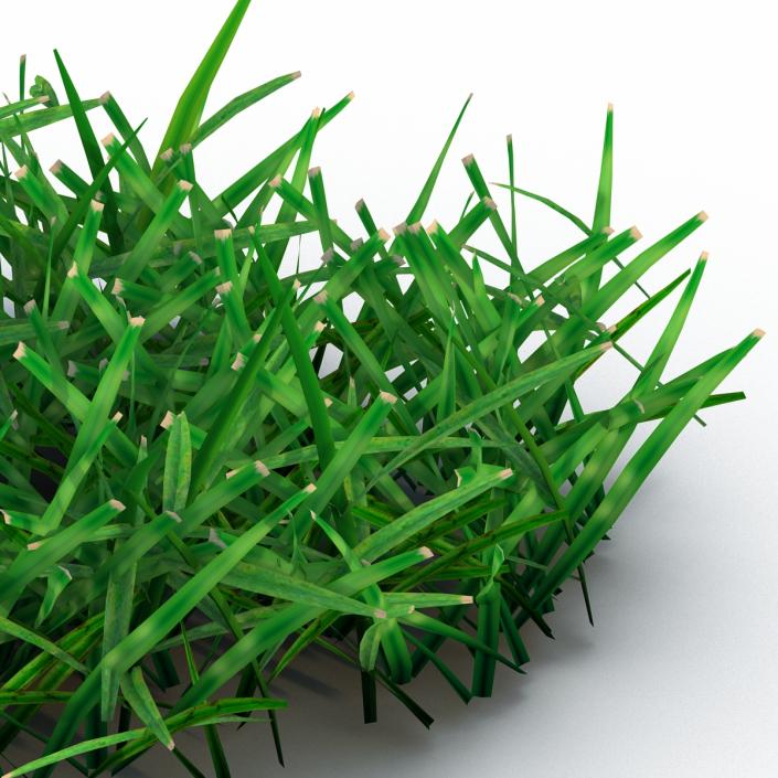 Grass 4 3D model