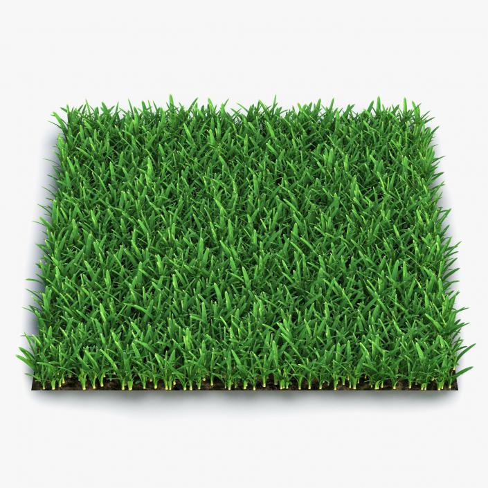 3D Saint Augustine Warm Season Grass model
