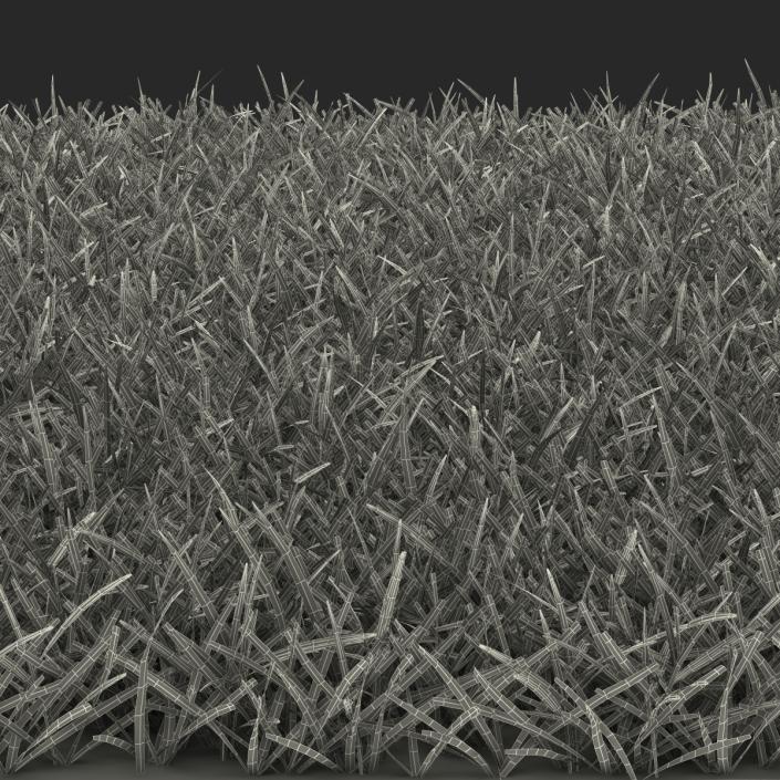 3D model Seashore Paspalum Warm Season Grass