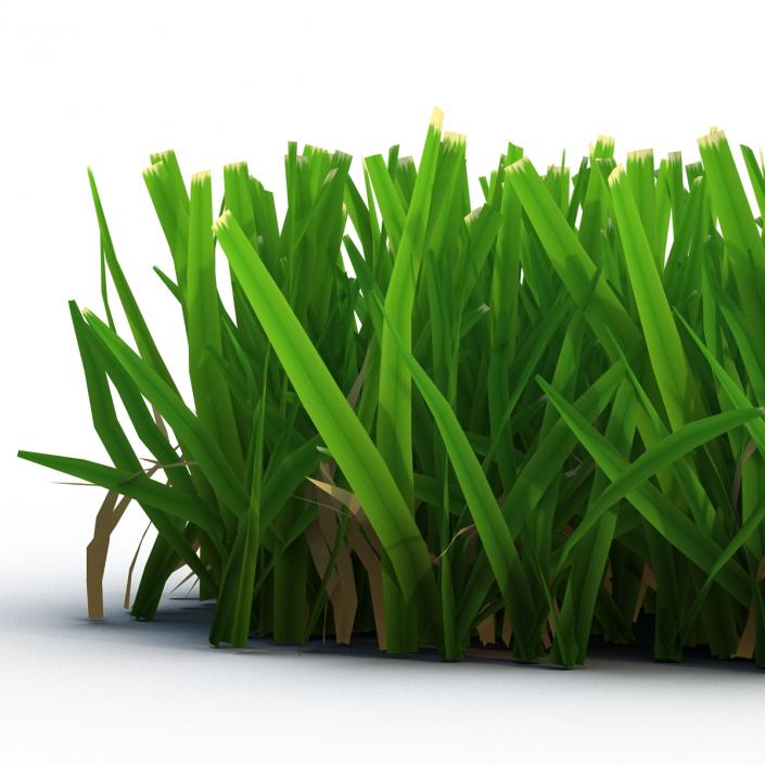 Grass 5 3D model