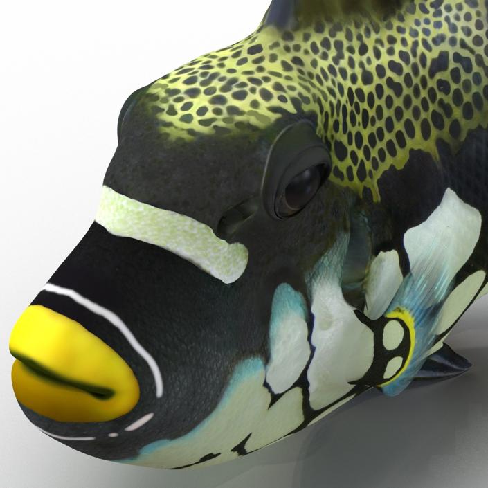 3D model Clown Trigger Fish Pose 2