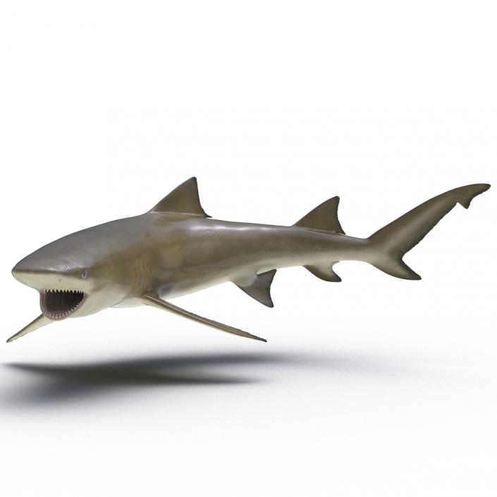3D Sicklefin Lemon Shark Pose 2 model