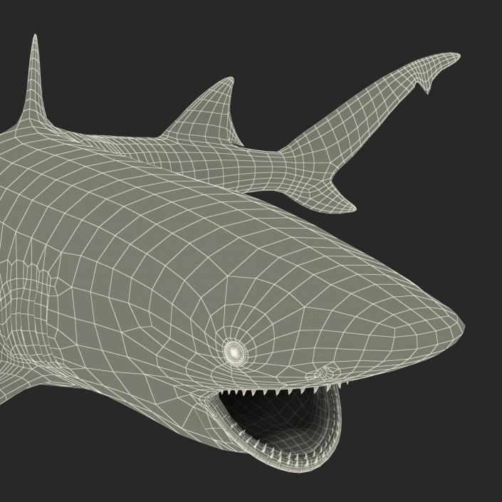3D Sicklefin Lemon Shark Pose 2 model