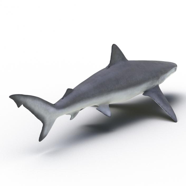 Smalltail Shark Rigged 3D