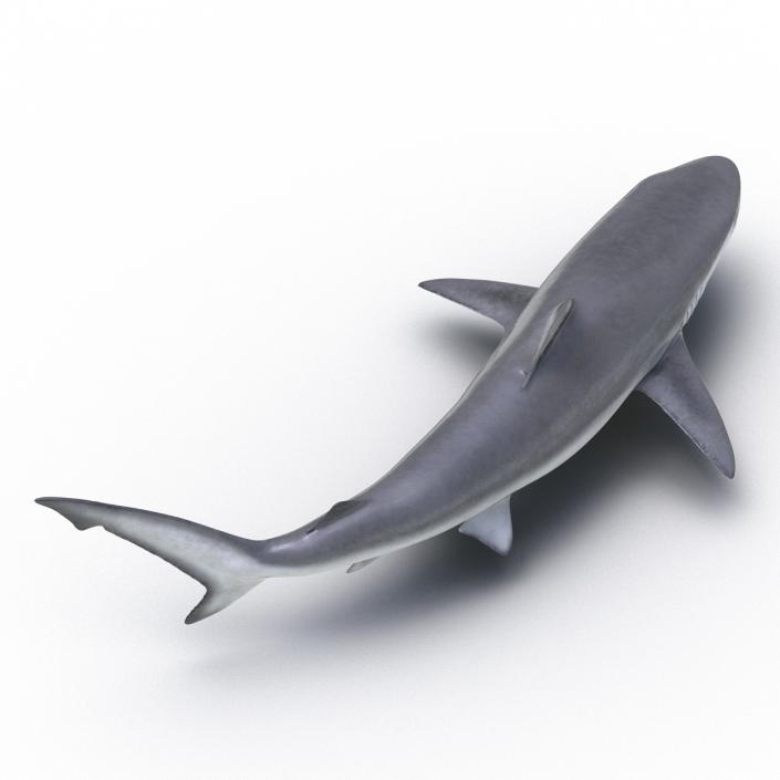 Smalltail Shark Rigged 3D