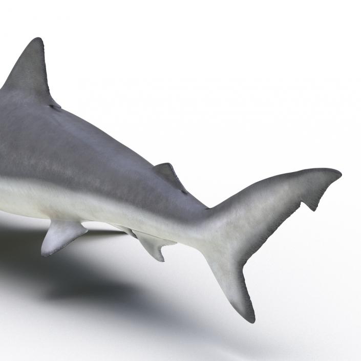 3D model Smalltail Shark