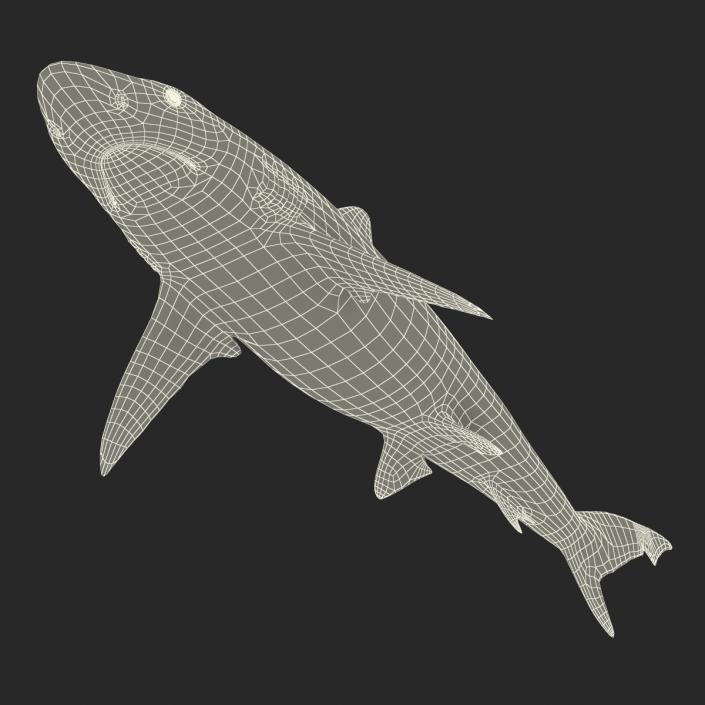 3D model Smalltail Shark