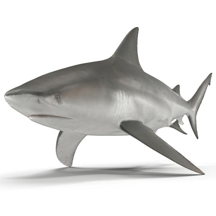 3D model Bull Shark