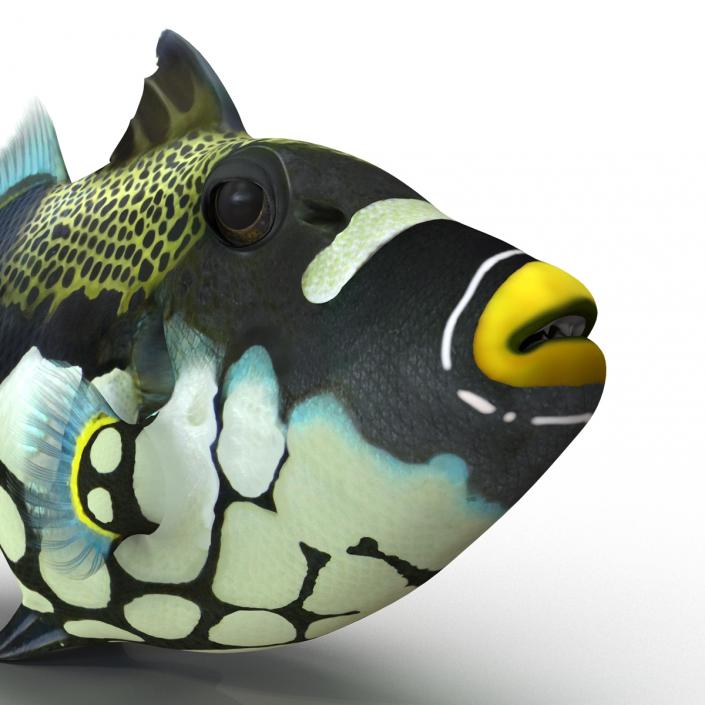 3D model Clown Trigger Fish Rigged