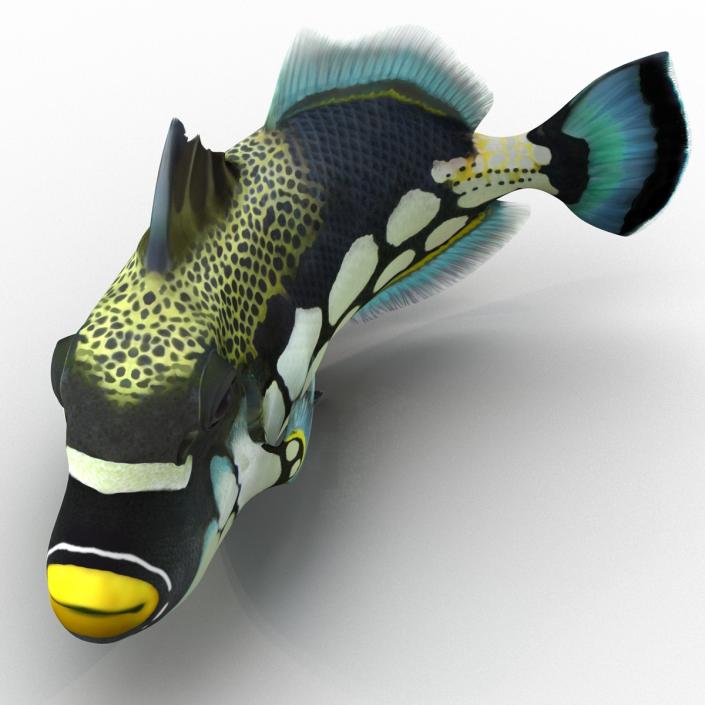 3D model Clown Trigger Fish Rigged