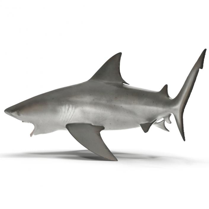 Bull Shark Pose 2 3D