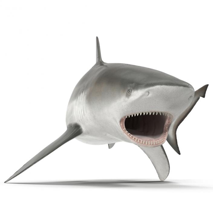 Bull Shark Pose 2 3D