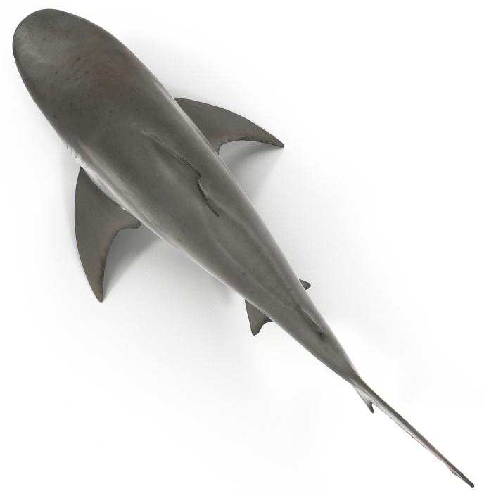Bull Shark Rigged 3D