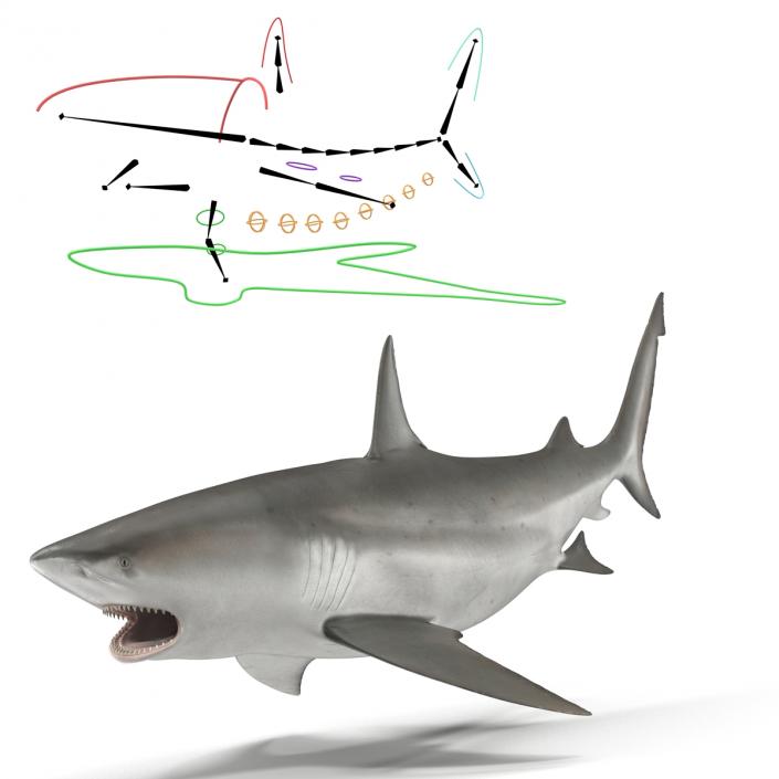 Bull Shark Rigged 3D