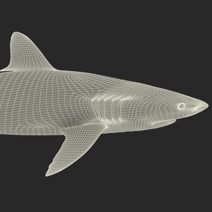 3D Silky Shark