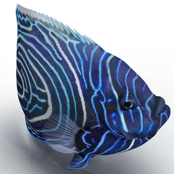 3D Juvenile Emperor Angelfish Pose 2 model