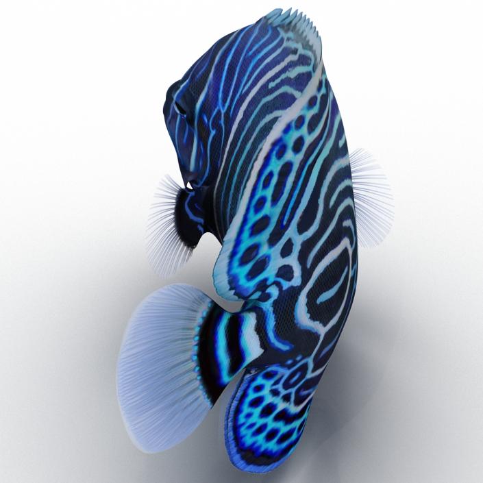 3D Juvenile Emperor Angelfish Pose 2 model