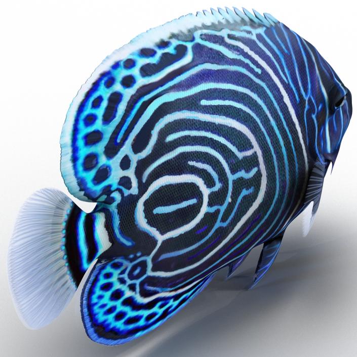 3D Juvenile Emperor Angelfish