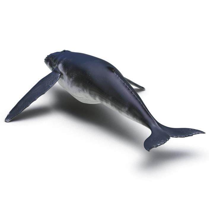 3D Humpback Whale Rigged