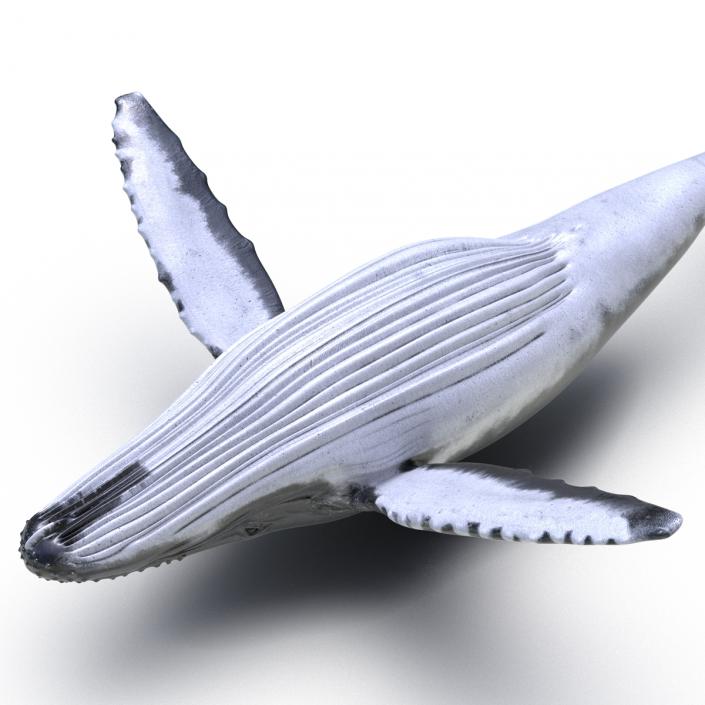 3D Humpback Whale Rigged