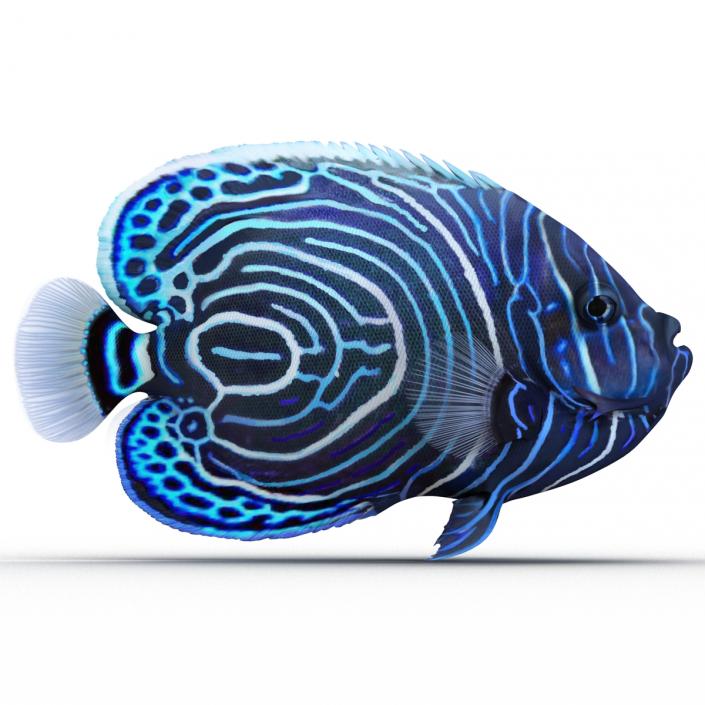 3D Juvenile Emperor Angelfish Rigged model