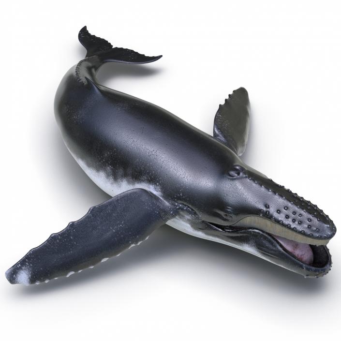 3D Humpback Whale Pose 5