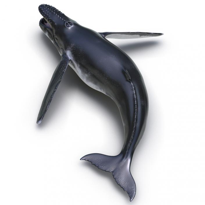 3D Humpback Whale Pose 5