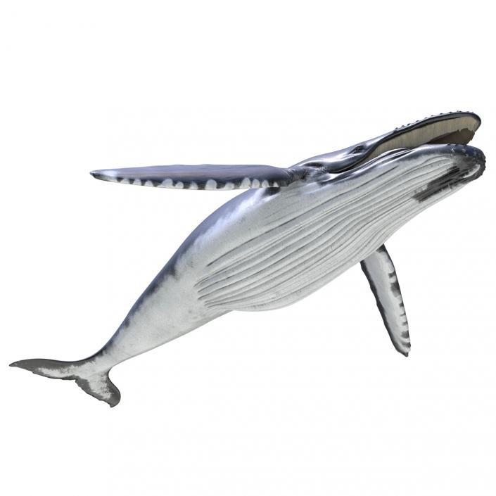 3D Humpback Whale Pose 4