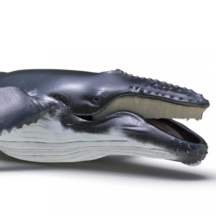 3D Humpback Whale Pose 4