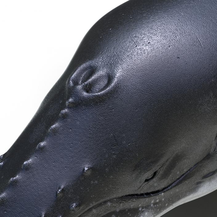 3D Humpback Whale Pose 3