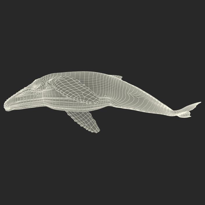 3D Humpback Whale Pose 3