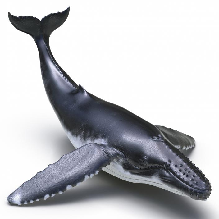 3D Humpback Whale Pose 2