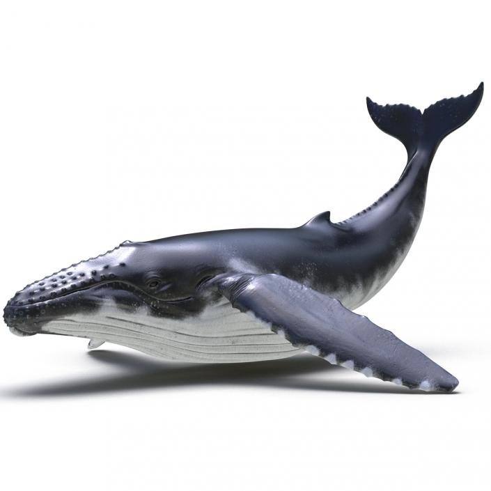 3D Humpback Whale Pose 2